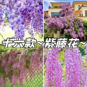 現貨秒發⚡15款~紫藤花種子「多買多送」超低價 重辦紫藤花卉種子爬藤植物花種子 懶人四季可播