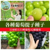 超多品種葡萄提子種子  巨峰葡萄 蜜紅葡萄 日本麝香葡萄種子 多品種可選  果樹盆栽 庭院地植 陽台果園 南方種植推薦