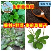 🌿 車前草種子｜蛤蟆葉 車輪菜｜陸龜寵物野菜 人可食用｜藥用青草茶原料｜耐熱耐濕 超好種｜盆栽野菜自栽｜