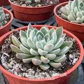 沅鈺農場   多肉植物   銀天女冰梅