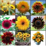 淘花運🌻【20款 向日葵種子組合】可觀賞/可食用向日葵種子/高發芽率向日葵種子/不挑土壤生長快/撒種即活見效快
