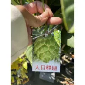 霏霏園藝。大目釋迦靠接 高度60-70高4吋盆