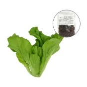 (店+)【蔬菜之家】A11.括菜青種子1000顆  葉色淺綠，葉柄扁大筋細，纖維少，作為全年採收小芥菜用，適宜炒食葉菜類