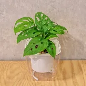 窗孔龜背芋 免澆水方形盆栽 室內植物 觀葉植物 禮物盆栽