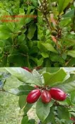 神秘果實生苗(變味果、蜜拉聖果)