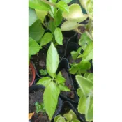 妞妞花園 蜜源食草 臭娘子 3吋