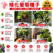 ✨現貨 隔日達✨矮化葡萄種子 新品種 四季高產 水果矮化盆栽庭院種子 庭院 四季耐寒高產水果 葡萄種子 高產水果種子