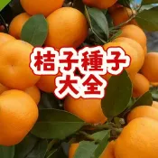 次日達-（金桔種子大全） 當季新籽 易種植 產量高 陽台庭院盆栽 觀賞性強 可食用 新手易種植 限時下殺 #超低價