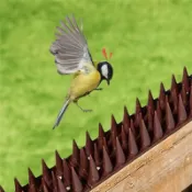 防鳥刺 一節 防貓刺 防鳥器 防盜 驅鳥 鳥刺 趕鳥 趕貓 驅鼠 防貓爬 刺墊 防鼠爬 防鳥屎 台灣現貨【DT370】