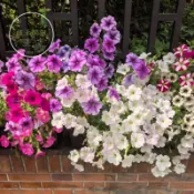 【牽牛花種子大全】喇叭花 朝顏 爬藤植物 圍籬花卉 觀賞花卉 花牆植物 庭院造景 盆栽爬藤 綠化遮陽 夏季花 花架植物