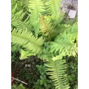 【JEWEL'S茱兒森林小舖】波士頓腎蕨植株 蕨類 盆景 圍籬 景觀 室內植物  盆栽 植物  另有大的 請聊聊 拍照