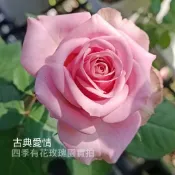 古典愛情 瓶插切花 花朵厚實《四季有花玫瑰園》玫瑰苗 玫瑰盆栽 嫁接樹玫瑰 月季棒棒糖