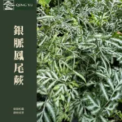 【青嶼】銀脈鳳尾蕨｜Victoria鳳尾蕨｜銀線蕨｜觀葉蕨類｜室內植物｜耐陰植物｜雨林系植栽