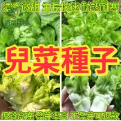 兒菜種子台灣家常蔬菜 娃娃菜 抱子芥菜 側芽發達 多頭菜 冬季限定 耐寒十字花科 鮮甜爽脆 火鍋食材 陽台可種 本土種子