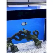 180公分，6尺LED植物燈，用於水族魚缸(高亮，顯色，增豔)，植物生長(多肉補光燈，家用室內綠植上色，仿太陽光譜)有