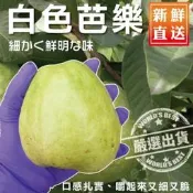 【PChome 24h購物】【WANG蔬果】套網燕巢牛奶珍珠芭樂(10斤±10%) R99N