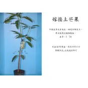 心栽花坊-土芒果/4吋/水果苗/嫁接苗/芒果苗/特價280