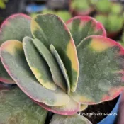 出清特惠價“ 唐印錦    ”🔥穩根🌵多肉植物❤️蘭心花卉