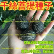 沐耕園|💥千絲菩提種子💯正品 稀有品種樹種 千絲菩提樹種子 狐尾椰子種子 布迪椰子 文玩樹種子