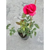 植系青屬-玫瑰花苗/觀花開花植物/三吋盆（隨機出貨不挑色）