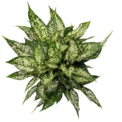 (店+)開心農元-觀葉植物- 大阪白粗勒草