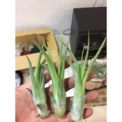 (店+)空氣鳳梨 象牙玉墜子 Tillandsia Circinatta(紅女王頭)