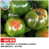一點紅番茄種子 台灣紅番茄 桃太郎番茄 迷你番茄  小番茄 櫻桃番茄 陽台盆栽 家庭菜園 生食聖女 水果番茄