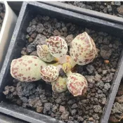 Find找肉 多肉植物 海豹天章