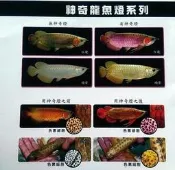 海葵達人＊新加坡仟湖超強水中LED龍魚神奇燈【過背金龍魚增豔燈具 56cm / 2尺】*免運可貨到付款*