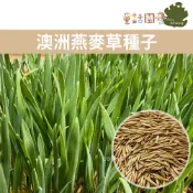 【花園夢想家】澳洲燕麥草種子30公克裝 兔子草 甜燕麥 寵物草種子 小麥草 兔草 寵物牧草 零食牧草 童話園藝