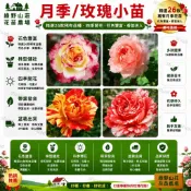 台灣現貨🌹【26款玫瑰花苗】🌹 基地直達 月季玫瑰花小苗 月季 (苗) 月季種苗 自家種植 豐花微型 月季 薔薇爬藤玫瑰