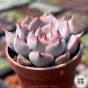 一吋迷你盆【粉紅爪】 多肉植物|多肉|景天科｜療癒小物| 組盆|綠手指必備|［Xuan肉園］