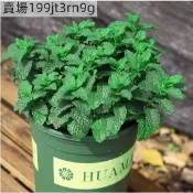 現貨🥬薄荷種子大全（300粒）食用薄荷種子食用香料種籽 四季易活 貓薄荷種孑  留蘭香種子 陽台庭院盆栽驅蚊花草植物種子