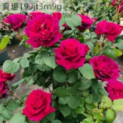 現貨🌹【天家胭脂月季種子】🌹（250粒）四季種植多年生玫瑰種子 多頭豐花濃香飽滿 庭院陽台室內外盆栽花卉 綠植切花種籽