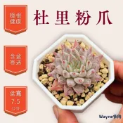 杜里粉爪｜品種保證+隨機出貨｜Wayne多肉 2.5吋穩根｜療癒盆栽/新手好養/多肉植物/韓系多肉/控養老欉/陽台/辦公