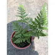 兔腳蕨｜3吋盆～🐰空氣淨化植物/蕨類植物⋯