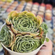 七福神群生🔥穩根品🌵多肉植物❤️蘭心花卉