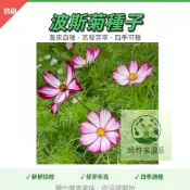 現貨【波斯菊種子】四季開花不斷 波斯菊 格桑花種子 野花組合耐寒耐病易養活 室內庭院觀賞 花卉 觀賞植物盆栽