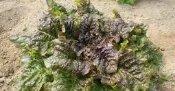 【媽咪蔬果園】、熾天使萵苣　※(種子全面直購價每包12元.購買商品滿300元免掛號運費)