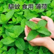 🌱🌱【食用薄荷種子】 美國薄荷 四季播種陽台盆栽 天然驅蚊草 留香蘭薄荷種子 清爽香料種子 食用薄荷 菜種子