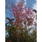 櫻花苗蝦取宅配 滿4棵出貨粉紅吉野紅葉櫻香水櫻枝垂白吉野關山千島八重河津昭和緋寒霧社大島富士