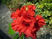 ╭＊田尾玫瑰園＊╯優良綠籬植物(扶桑)( 重瓣)