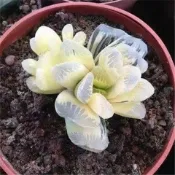 現貨現發！18款~多肉種子（多入組）多肉植物 錦玉扇種子 燈泡 玉扇 易種易養 辦公室桌面花卉綠植 防輻射 稀有多肉種