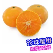 珍珠蜜柑✅嫁接苗盆栽✅南北可盆栽陽台產果 砂糖橘 樹苗 果苗 矮化果樹 矮生盆栽 矮化盆栽 水果苗 水果盆栽 水果樹苗