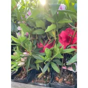 🌳 觀賞植物、綠化空間【 平戶杜鵑苗-(混色隨機出貨) 】3吋盆