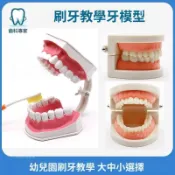 臺灣發貨牙科標準牙模型牙齒模型牙模教學假牙幼兒園刷牙練習口腔兒童模型