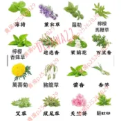 驅蚊草（100粒）強效驅蚊蟑螂 薄荷九層塔 萬壽菊 驅蚊草 濃香型花卉 盆栽驅蚊草種子 蓄意草種子迷迭香種子