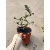 霏霏園藝造型雀舌羅漢松5吋特價450元