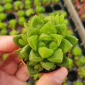 Findx找肉 姬玉蟲 多肉植物 1吋
