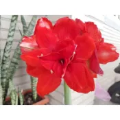 年蓮有魚 孤挺花 紅重瓣 開花球